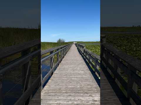 The Marsh Boardwalk at Point Pelee National Park is a 1 km trail offering great views of the marsh!