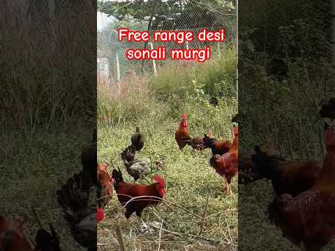 Big and Healthy Desi Murgi Sonali #shorts #desipoultryfarming #backyardchickens