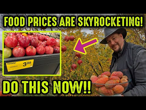 WARNING! Food Prices Are SKYROCKETING!! Do This NOW!!!