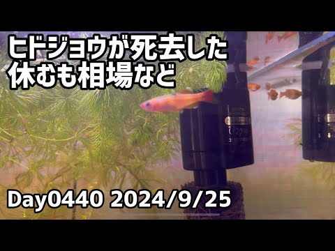 Day0440_ヒドジョウが死亡した。休むも相場。それほどの自信でもないトレードをすると損が増える【2024年9月25日】