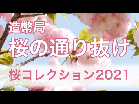 令和3年 造幣局「桜の通り抜け」～桜コレクション2021～