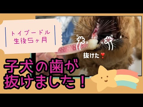 トイプードル　生後５ヶ月の子犬の歯が抜けました！