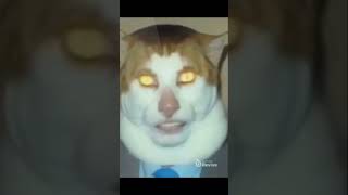 Scary jumpscare. #memes #cat #avicii