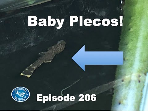 Surprise - Baby Plecos! Episode 206