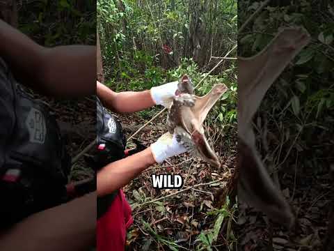 Colugo The Mysterious Glider