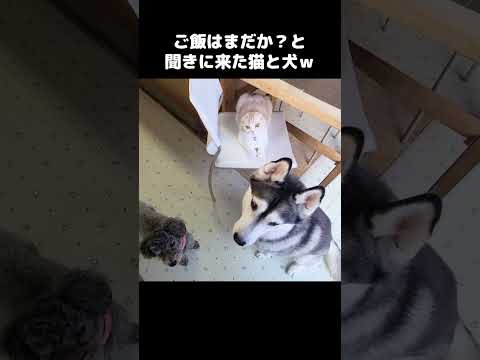 ご飯が待ちきれない猫と犬がこちら...#shots