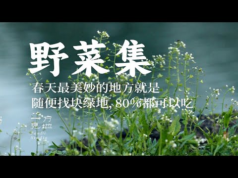 春天野菜集，他们是春天的礼物，因为把命运交给天地所以最懂天地 #一日一植物