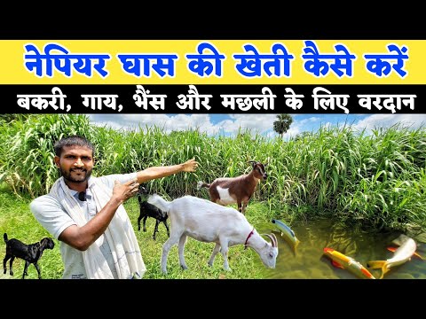 नेपियर घास की खेती कैसे करें | Nepiyar ghas ki kheti | pashu ke liye hara chara