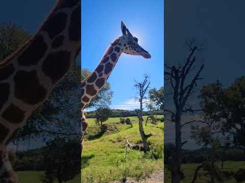 Giraffe again