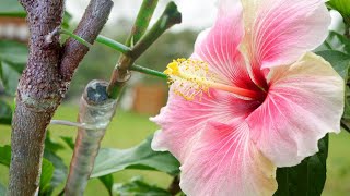 Hibiscus Grafting Results | Hibiscus Grafting Technique 100% success