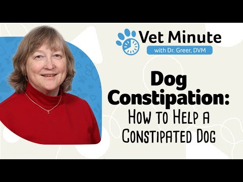 Vet Minute: How to Help a Constipated Dog