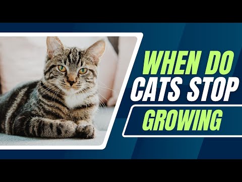 At What Age Will My Cat Stop Growing?