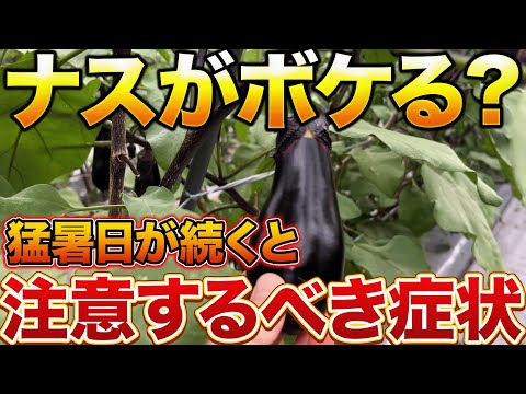 【ナスの木が悲鳴をあげます】放置してはダメ！ボケナスが出てきたらやって欲しい〇〇作業について