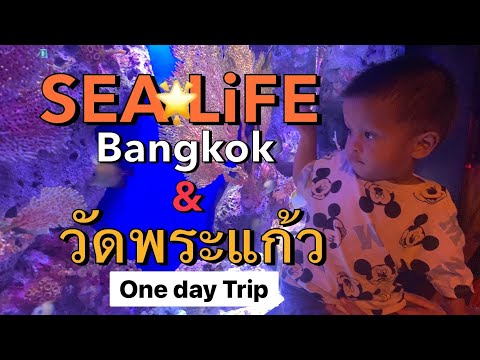 [พาลูกเที่ยว] Ep.16 : SEA LiFE Bangkok Ocean World & วัดพระแก้ว(Wat Phra Kaew) - One day trip