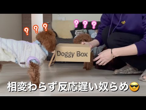 箱の中身はなんだろな？【トイプードル】ドギーボックス3月BOX