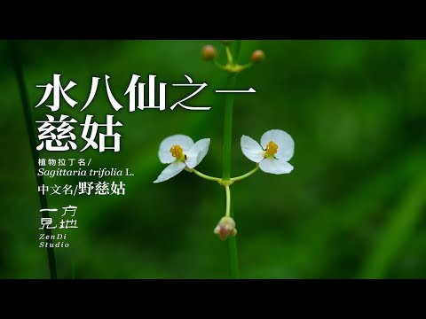 水八仙之慈姑，你吃过吗#一日一植物