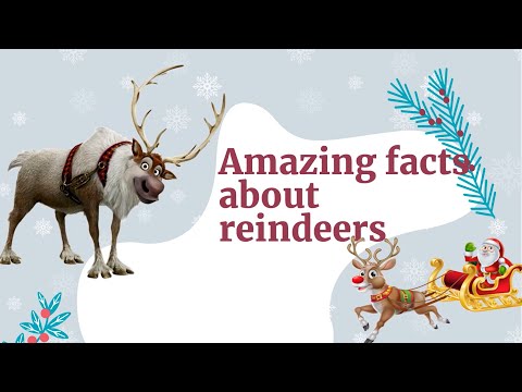 Cool facts about reindeers | All about reindeers | Caribou | Wild reindeer facts | Wild animals |