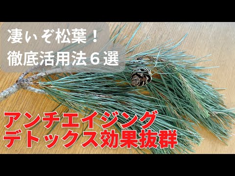 松葉徹底活用法６選。仙人も食べていた？松葉は万能！