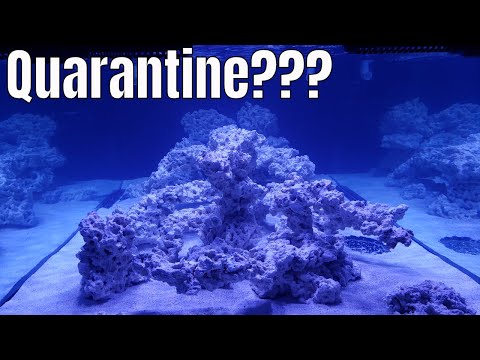 Marine quarantine tank and lighting