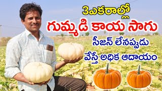 Pumpkin Farming | 3ఎకరాల్లో గుమ్మడి కాయ సాగు | Gummadikaya Sagu | Shiva Agri Clinic