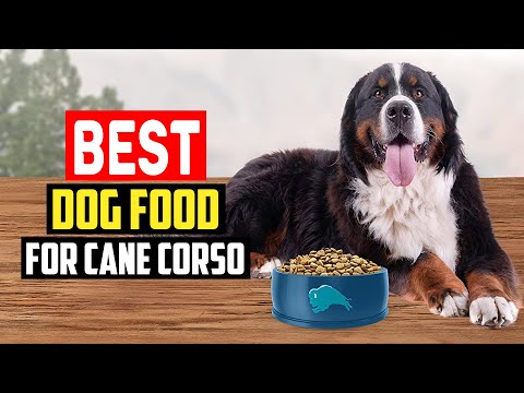 ✅ Top 5 Best Dog Food for Cane Corso in 2023