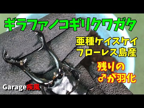 ギラファノコギリクワガタ羽化　亜種ケイスケイ　フローレス島産　#クワガタ