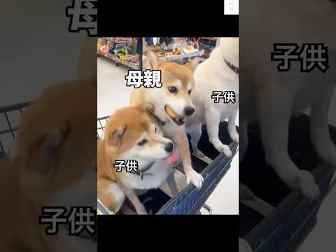 爆笑‼️必死すぎる母親が面白い🤣　#柴犬　#犬　#おもしろ #犬のいる暮らし #多頭飼い