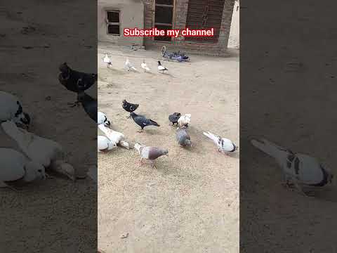 #pigeon #pigeonpigeon #bird #pigeonbreeds #birds #pingeon #birdspecies #animals #colourfulpigeons