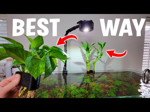 BEST Way To Display Houseplants In Your Aquarium!? - Full Tutorial