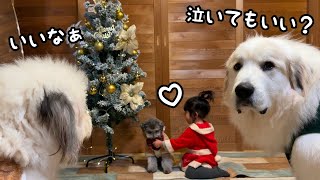 【健気】目の前で大好きな２歳児が別の犬と仲良くしてたら悲しそうな顔で訴えてくる超大型犬｜グレートピレニーズ&オールドイングリッシュシープドッグ&トイプードル