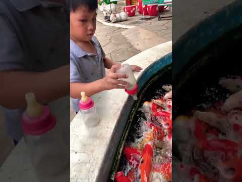 Koi Fish #shorts #subscribe #share #viral #thailand #bear #teddy