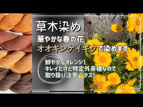 100.【草木染め】華やかな春の花│オオキンケイギクで染めます│鮮やかなオレンジ│特定外来種なので取り扱い注意です！