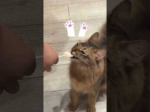 猫カフェに行く動画