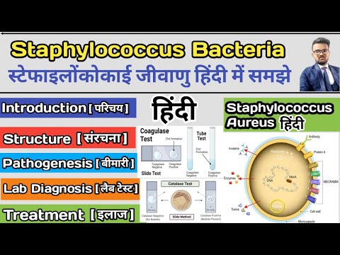 Staphylococcus Aureus Bacteria | Microbiology Bacteria | Gram Positive Cocci | Lab Diagnosis