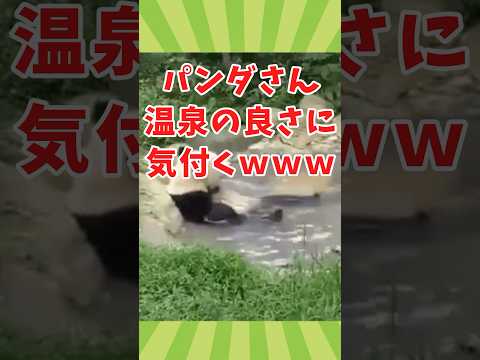 動物の面白かわいい動画見てクスッとなったら負けwww　#2ch動物スレ #動物 #犬 #shorts #2ch