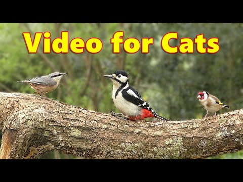 Cat TV ~ The Sweetest Bird Videos for Cats to Watch ⭐ 8 HOURS ⭐