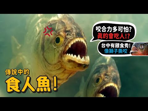 【從零開始養】食人魚! 真的會吃人嗎?遇到如何自救?日月潭曾有食人魚?香港飼養食人魚大亨!【許伯簡芝】Piranha