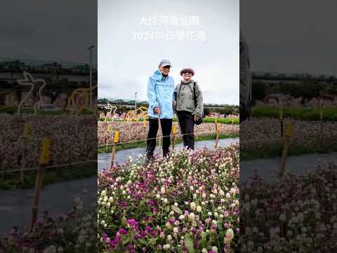 大佳河濱公園2024向日葵花海