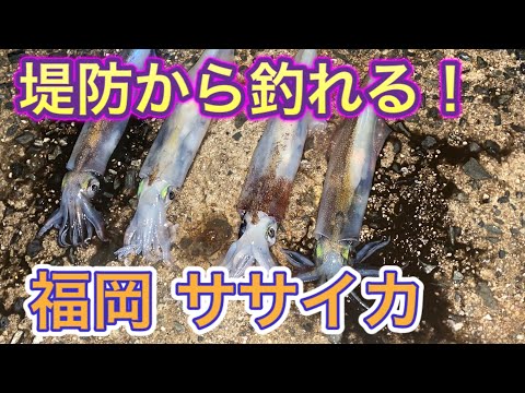 【福岡釣り】魚が釣れない冬場はイカを釣ろう！誰でも簡単♪食べて美味しいササイカ釣り♪【9釣目】