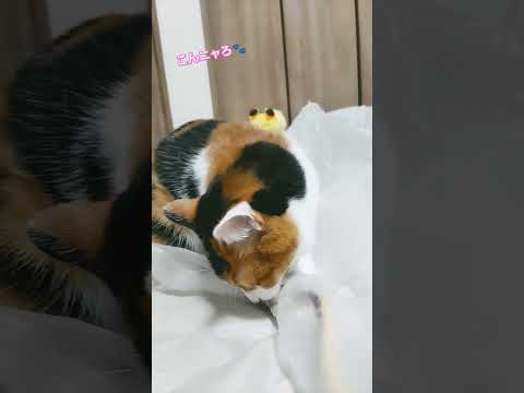 猫と袋と蛇　#三毛猫 #cutecat #funny#猫のいる暮らし