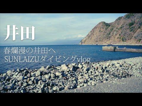 【井田で春を潜る】伊豆ダイビングvlog