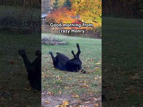 Good Morning from Henry! #blacklab #blacklabrador #blacklabpuppy #labrador