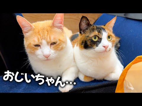 おじいちゃんと孫にしか見えない猫たちが仲良しすぎましたwww