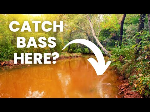 How To Catch Bass in Muddy Water (Beginner Tips to Catch More Bass)