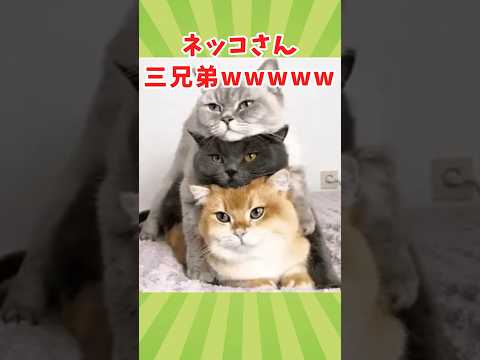 ネッコの動画見て癒されたら寝ろwww　#2ch動物スレ #動物 #猫 #shorts #2ch