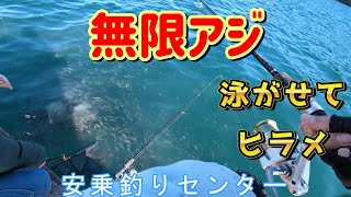 アジ次第！？泳がせ仕掛けで高級魚ヒラメを釣り上げる！