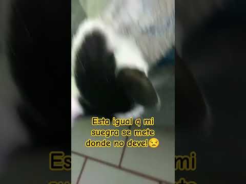 Después andas llorando inche mishi #shortsviral #parati #gatos #comedia