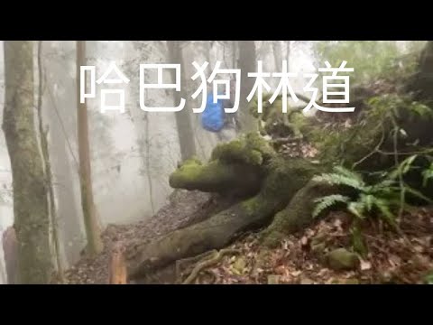 濛濛細雨中的鳳凰山北嶺健行→歇腳亭→第一、二土地公保佑平安→第三涼亭→哈巴狗林道→9.5℃台寅山下→朦朧美茶園→溪頭天文台避雨，午餐休憩. 2024年12月27日