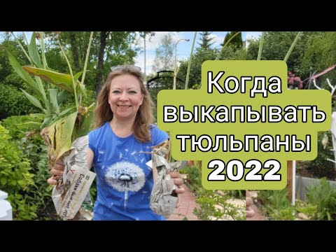 КОГДА ВЫКАПЫВАТЬ ТЮЛЬПАНЫ 🌷🌷🌷 | СОВЕТЫ КОТОРЫХ ВЫ НЕ ЗНАЛИ! Светлана Самойлова