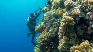 SCUBA Diving Egypt Red Sea - Underwater Video HD